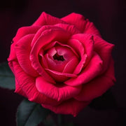 Royal Rose - D Roots Wellness